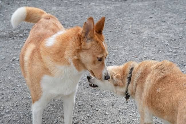 Тематическое фото Мэрия Магадана