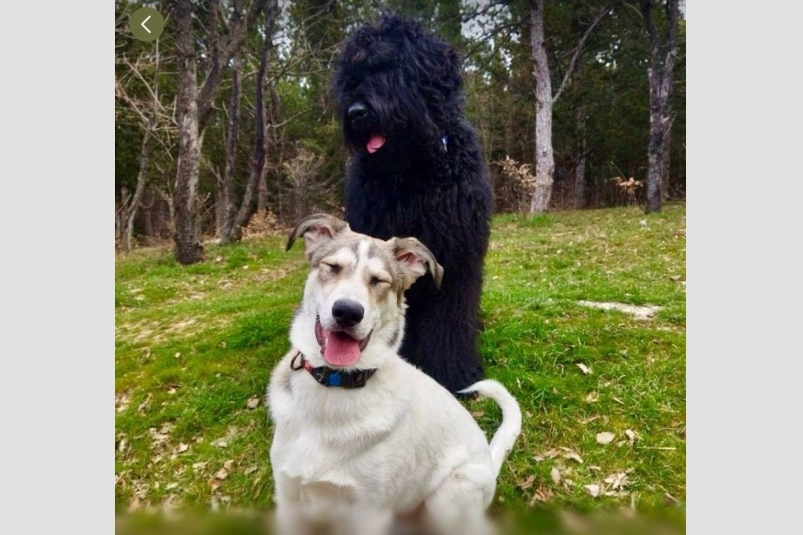 Питомцы остались без хозяйки Соцсети Г. Огневой