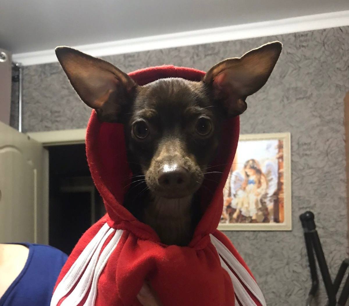 Кинолог указала на шесть худших пород собак для владельцев-новичков - доставят максимум проблем ИА Stavropol.Media