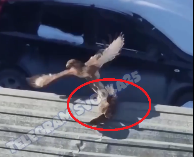 Тематическое фото тг-канал &quotsvodka25&quot (18+)