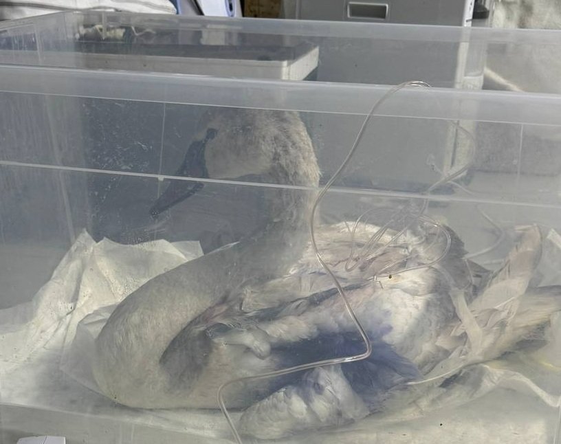 Браконьеры расстреляли лебедей под Краснодаром t.me/zhemchujnaya9