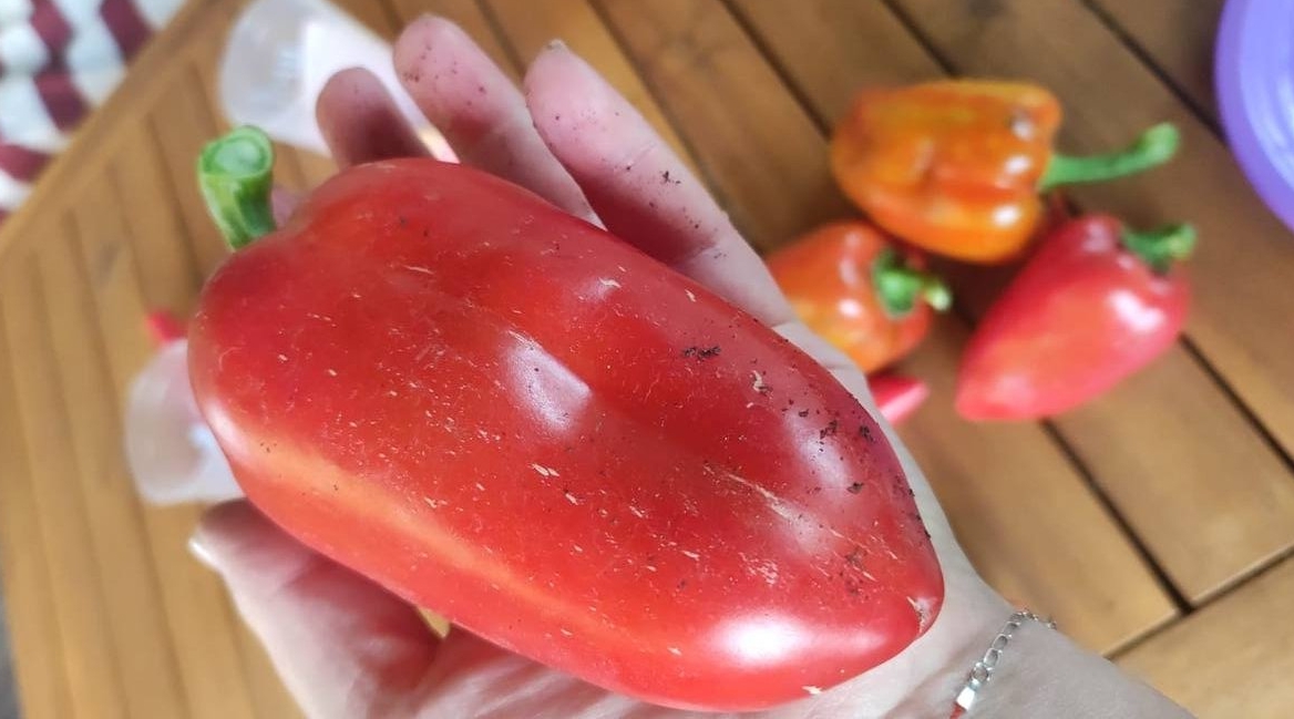 Перец ИА Stavropol.Media