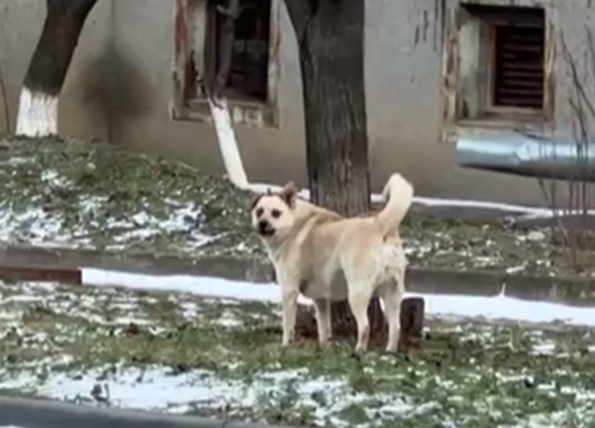 Скриншот видео из соцсетей