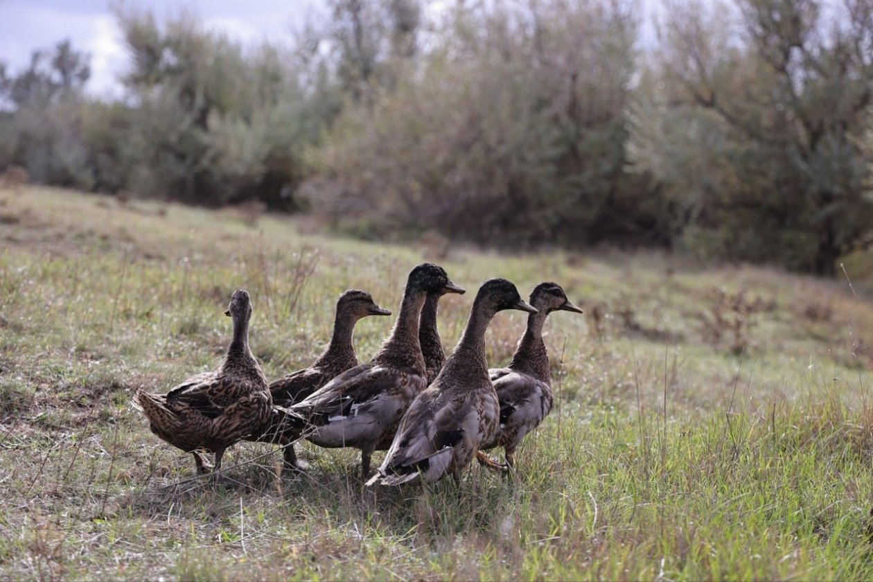 В Крыму выпустили 500 птиц Соцсети О. Шевцовой