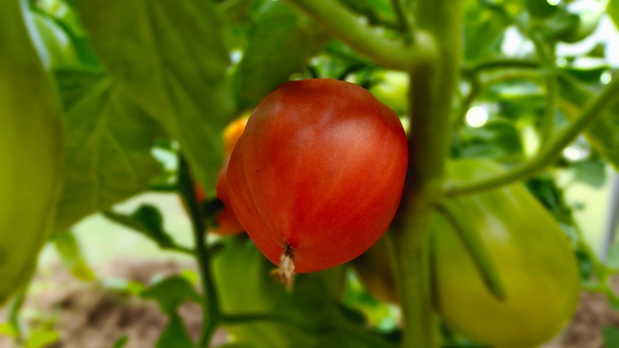 Томаты Автора