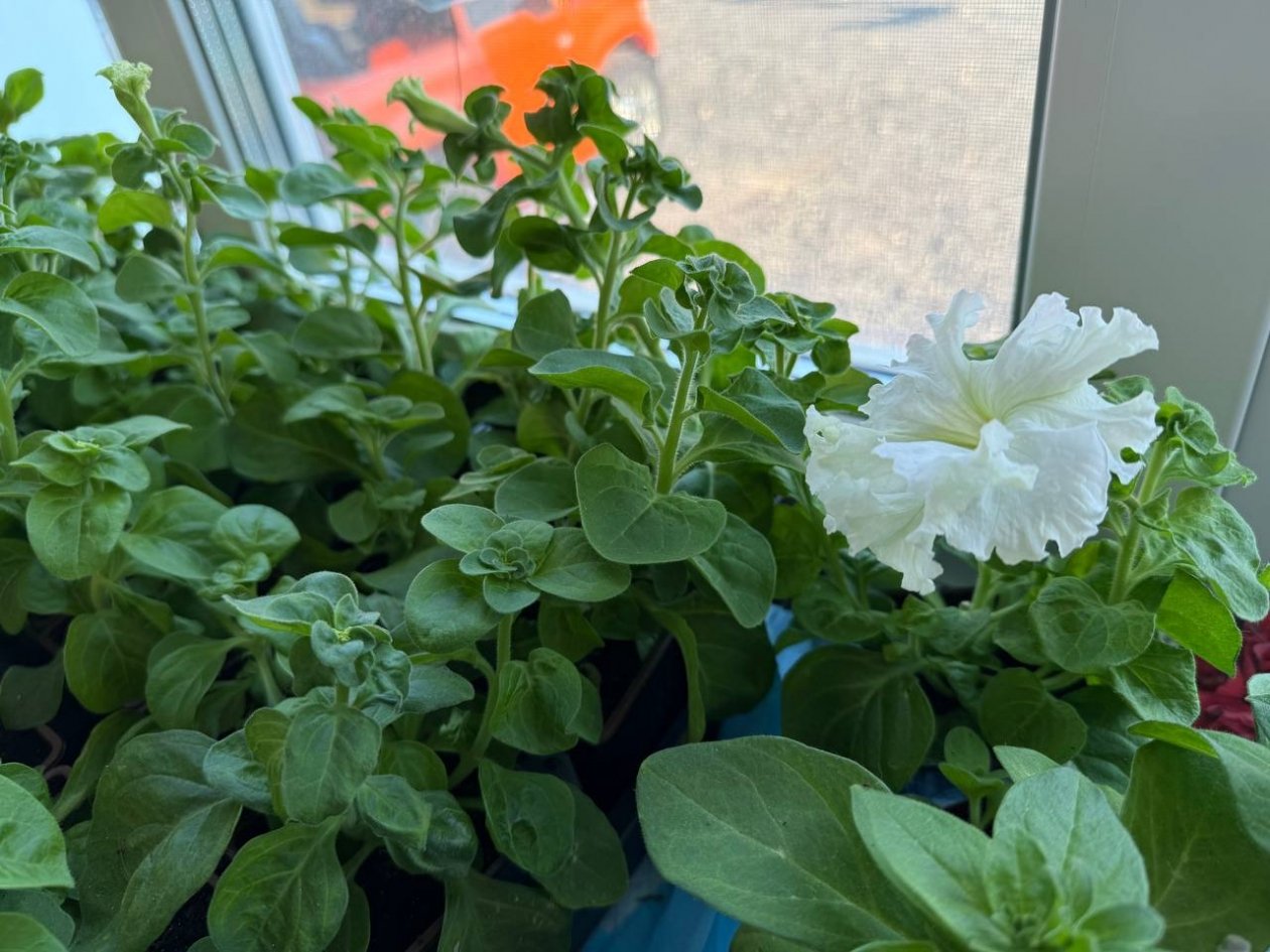 Рассада, цветы, огород, дача Марина Кудрявцева, ИА UssurMedia