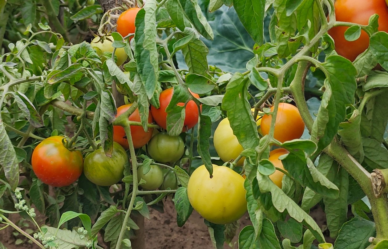 Томаты Автора