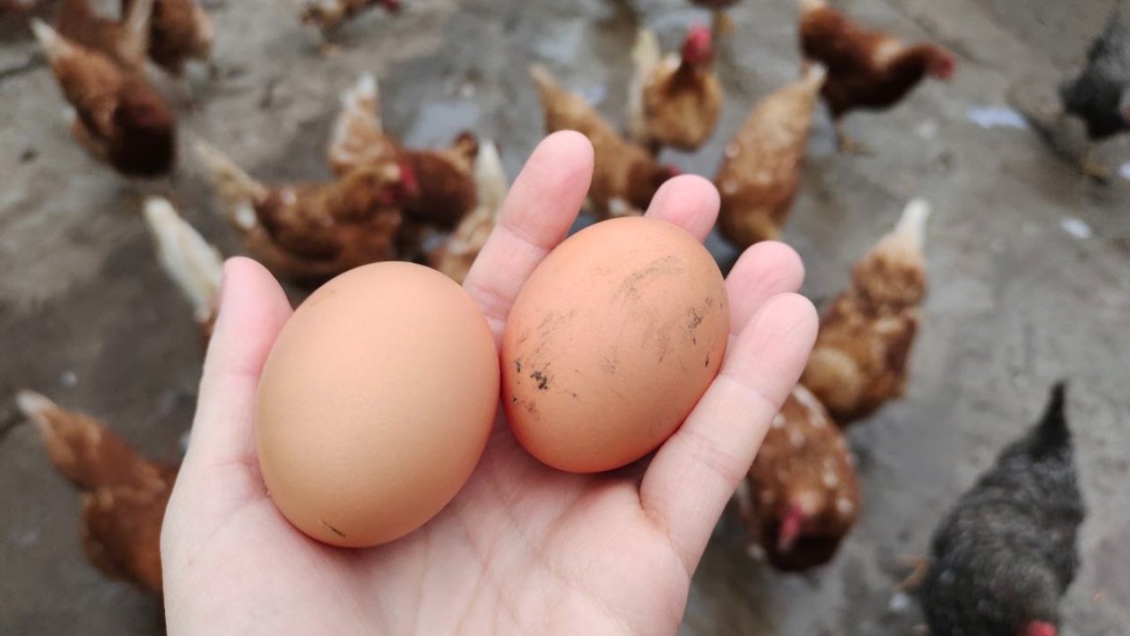 Яйца Автора