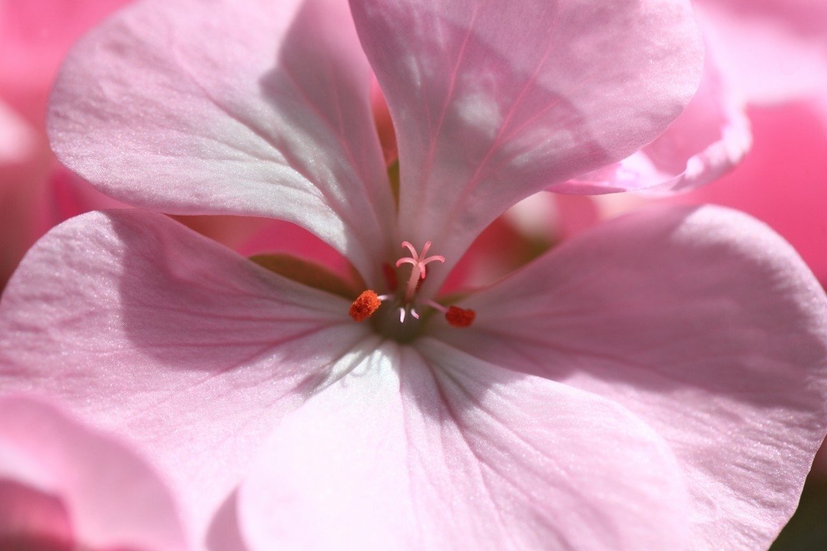 Тематическое фото Pxhere.com