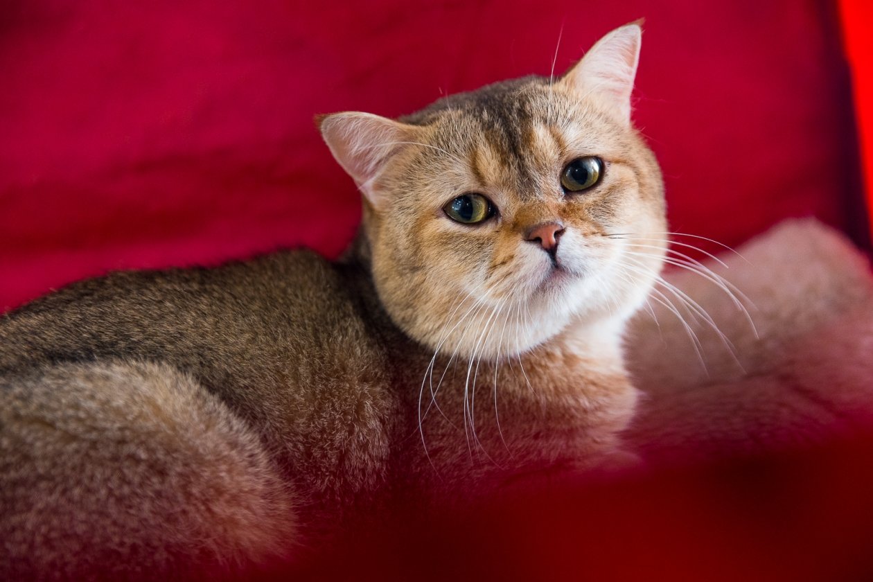 В России хотят законодательно ограничить деятельность заводчиков Илья Аверьянов, ИА PrimaMedia.ru