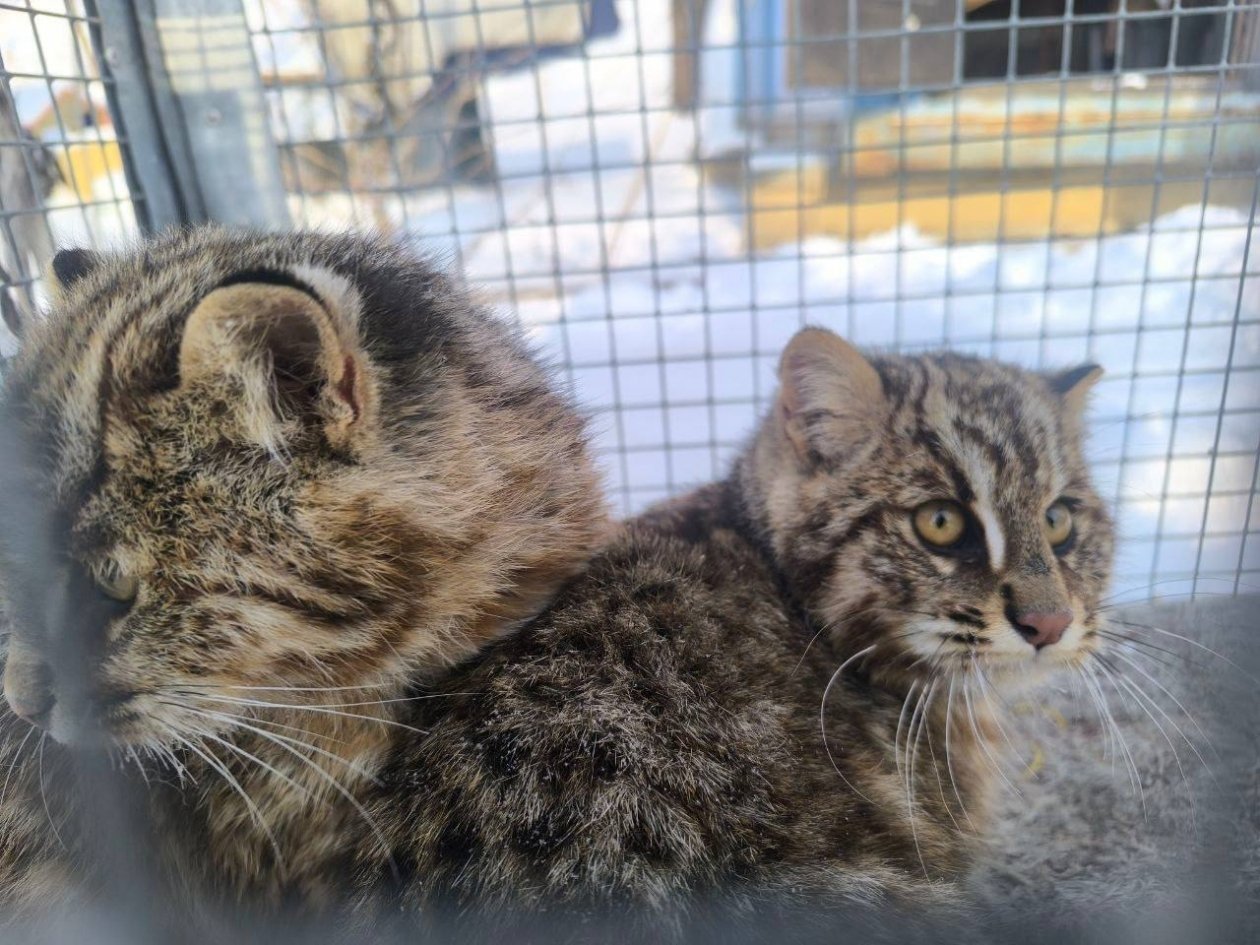 Дальневосточные лесные котята Центр &quotТигр&quot