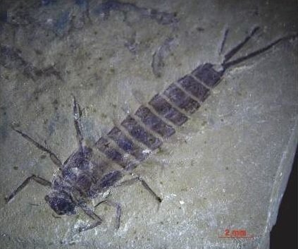 Насекомые со страницы ИНГГ СО РАН в &quotВК&quot (12+)