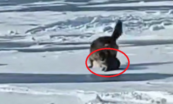 Скриншот тг-канал &quothardkorushka_25&quot (18+)