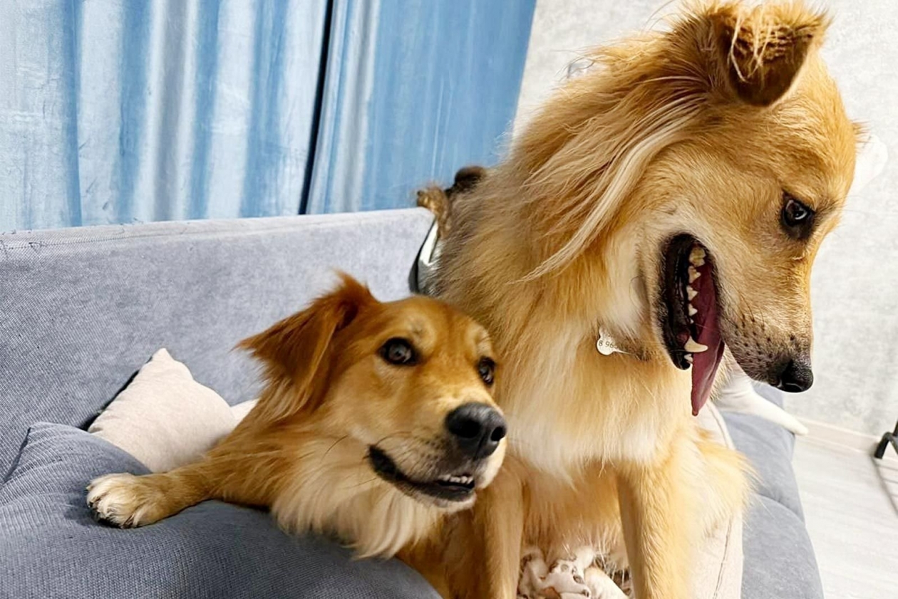 110 питомцев из приютов Москвы нашли новую семью https://www.mos.ru