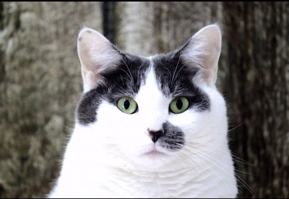 Тематическое фото pxhere.com