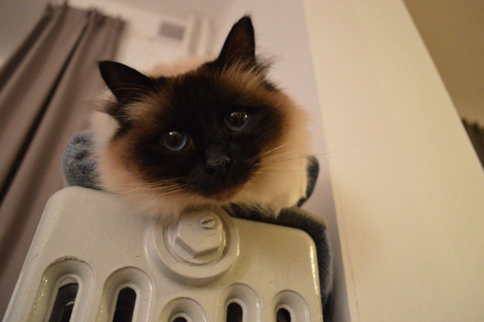 Тематическое фото pxhere.com