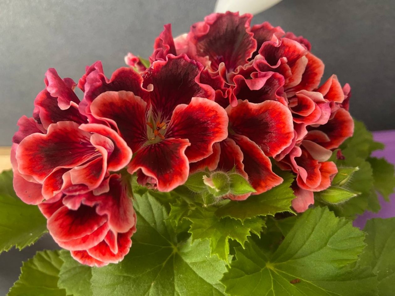 Перестаньте поливать герань водой: 1 простая смесь заставит её взорваться шапками цветов к Новому году ИА Stavropol.Media