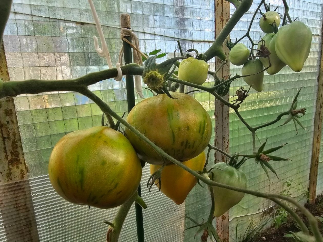 Только этот сорт помидоров посажу в 2026 году. До 10 ведер урожая каждый день — не успеваю плоды собирать ИА StavropolMedia