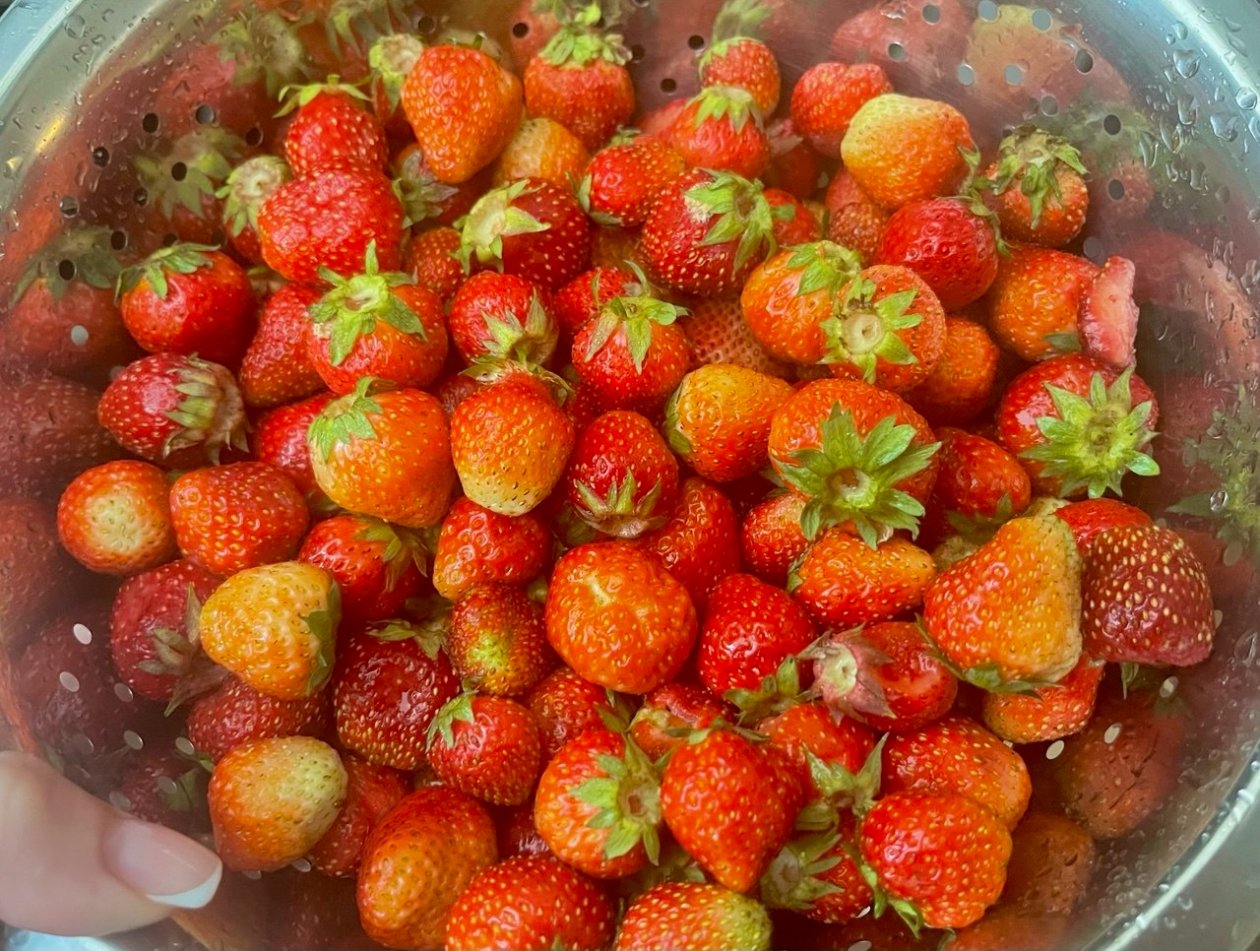 Что сажать после клубники, чтобы не остаться без урожая — этот овощ прекрасно растет на обедневшей земле ИА StavropolMedia