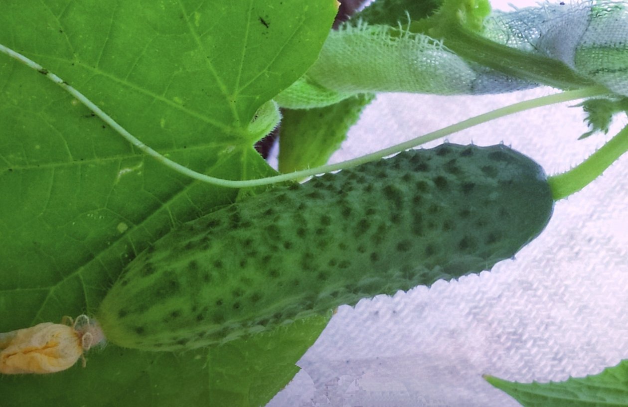 Огурцы Автора