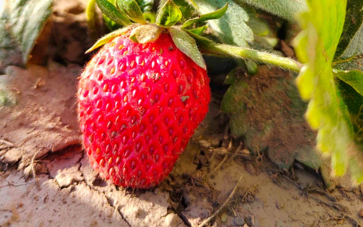 Клубника Автора