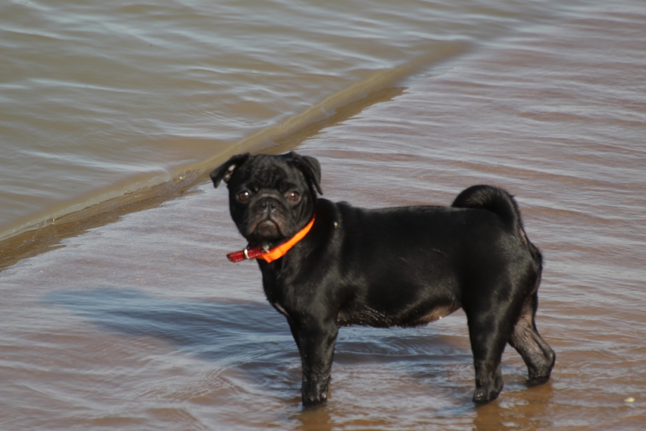 Думал, он впал в спячку: мой пёс спит 20 часов — и это не лень, а суперсила ИА UssurMedia