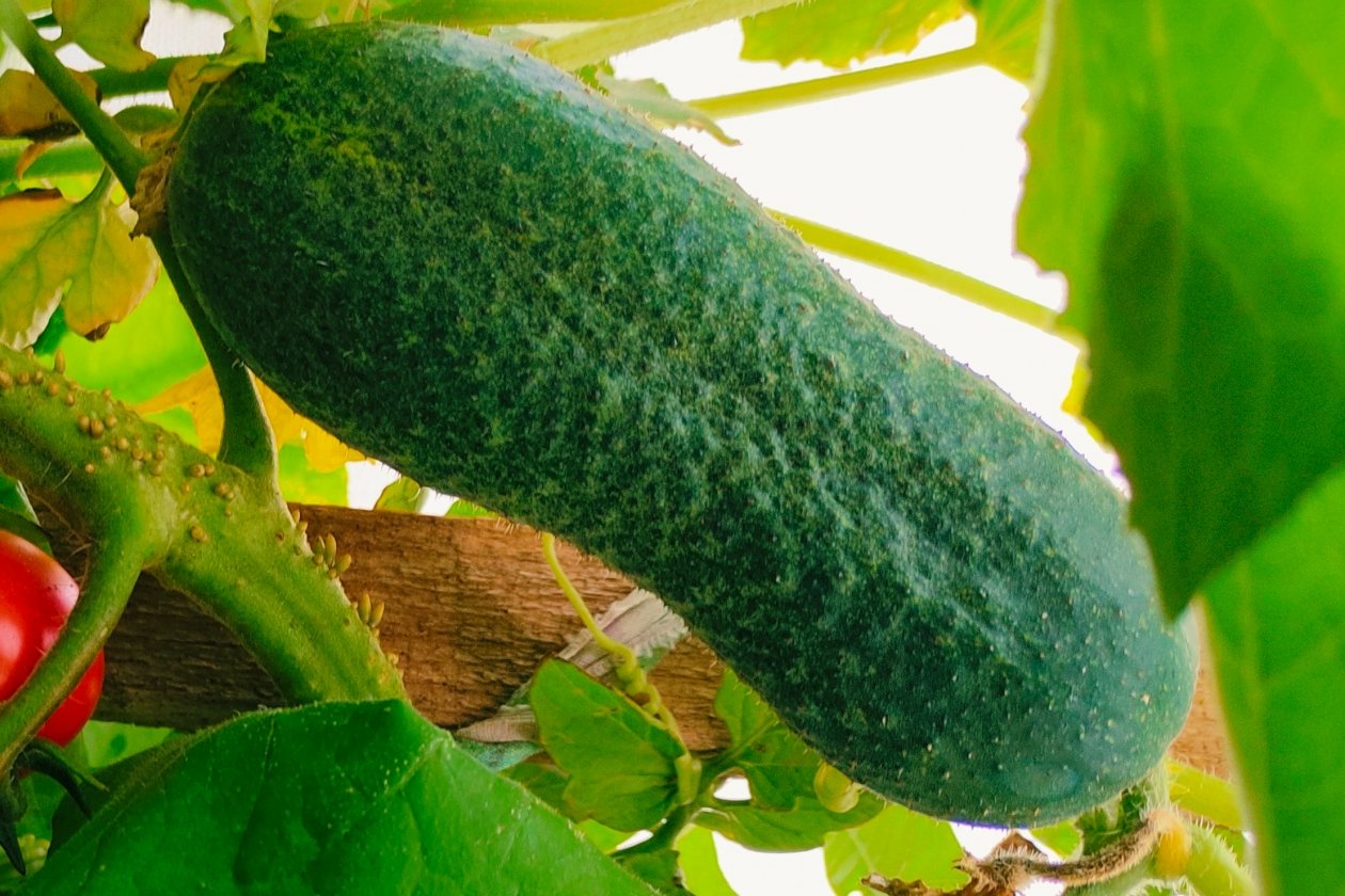 Посадила огурцы - и собрала ведра мощных плодов: японский метод, который работает Автора