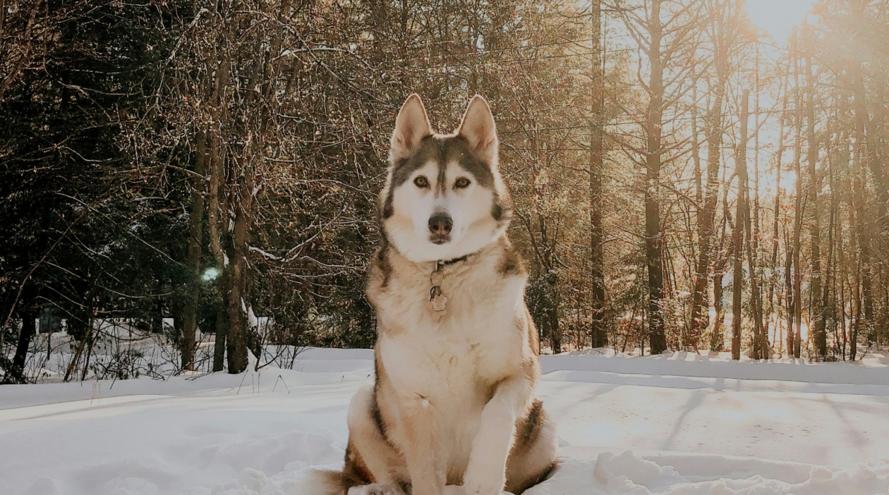 Грозный взгляд, но характер лапочки: 3 самые трусливые собаки - боятся даже своей тени Riley Sullivan / unsplash