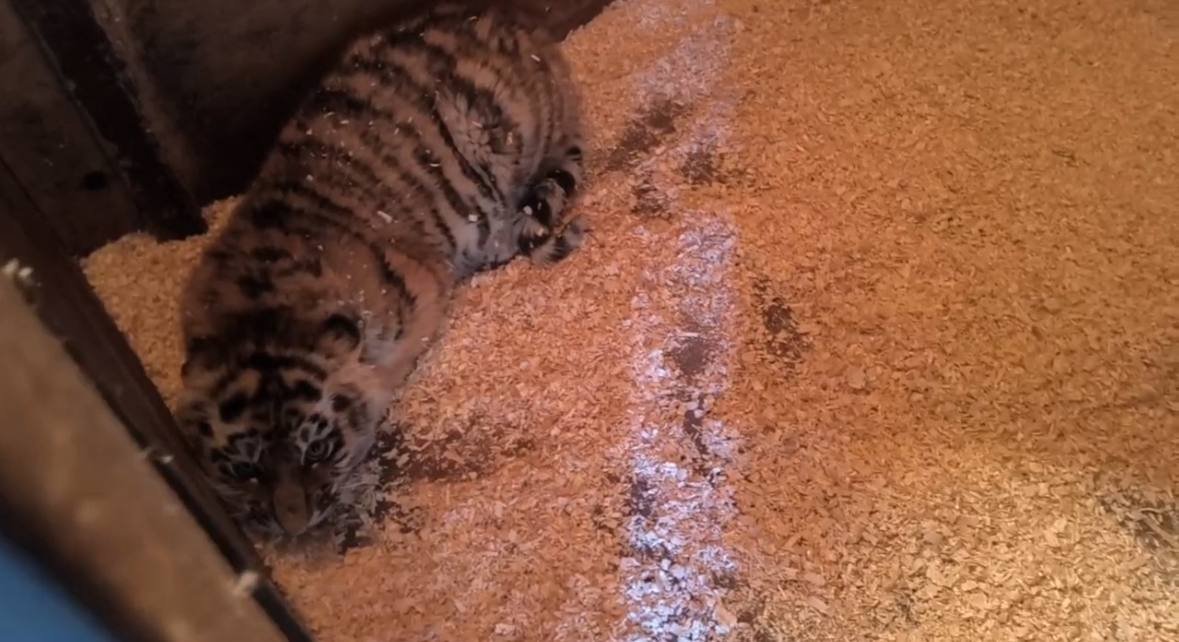 Центр &quotТигр&quot сообщил о состоянии тигрят-сирот Tg-канал (18+) Центра &quotТигр&quot