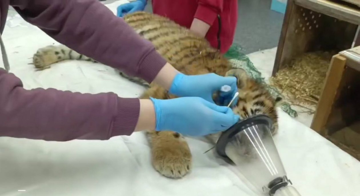 Tg-канал (18+) правительства Приморья