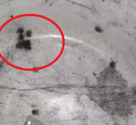 Скриншот тг-канал &quotnovosti_25r&quot (18+)