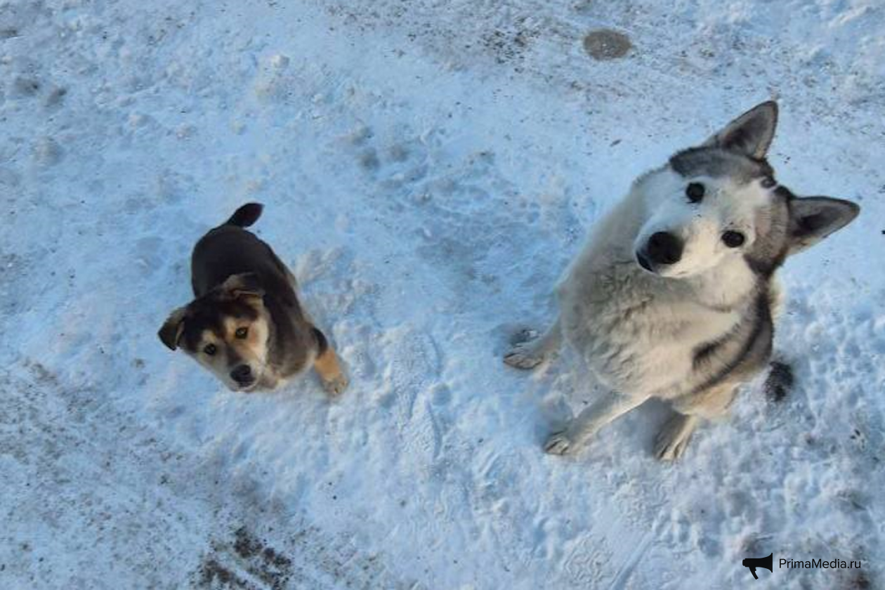 Рекс и его сын Яша предоставлено Евгением