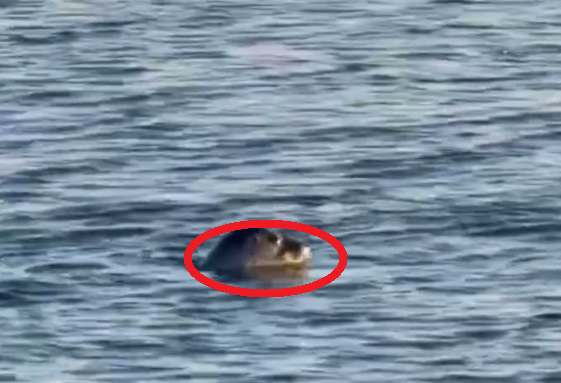 Скриншот тг-канал &quotdvved&quot (18+)