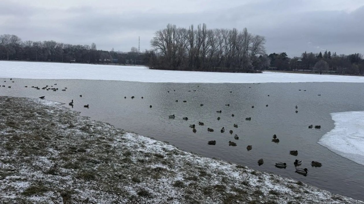 Редких уток из Мексики и краснокнижную казарку заметили на озере в Ессентуках телеграм-канал (18+) Владимира Крутникова