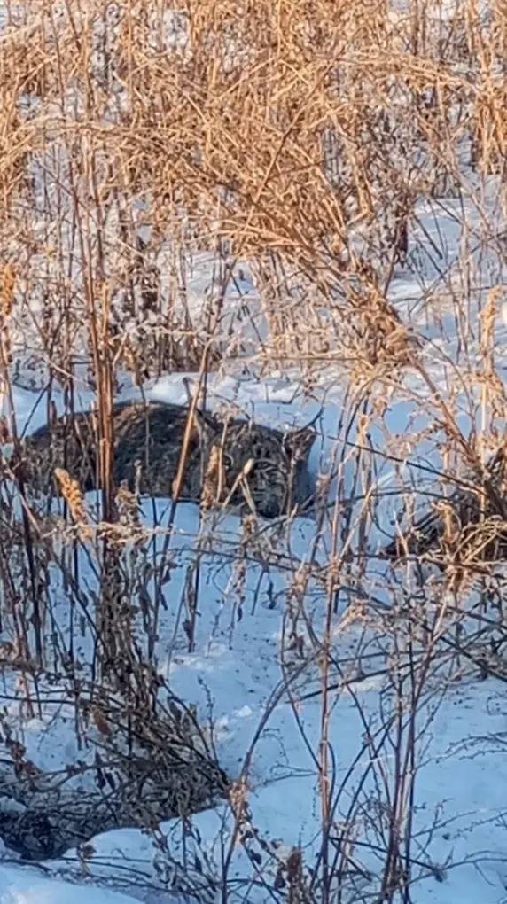 рысь пресс-службы Минприроды края