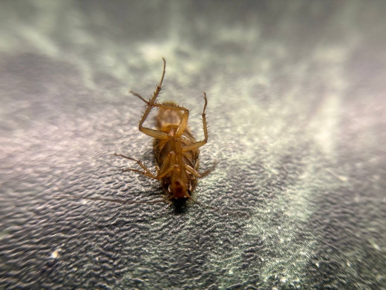 Секрет из общаги: как просто избавиться от тараканов - без отравы и повторного нашествия ИА KrasnodarMedia