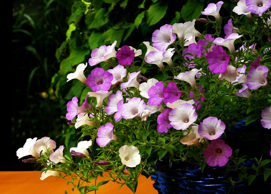 Тематическое фото pxhere.com