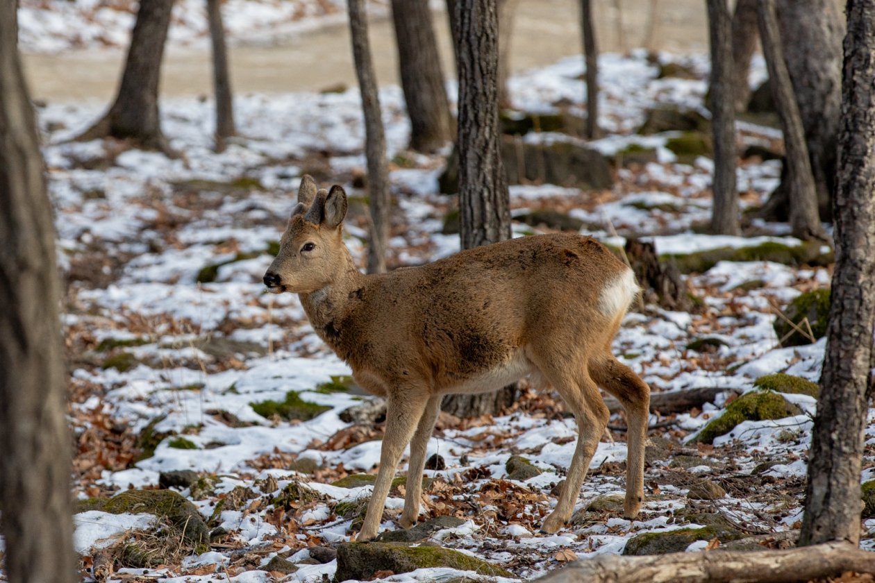 лес, дикие животные, сафари парк, природа, косуля Мария Смитюк, ИА PrimaMedia.ru