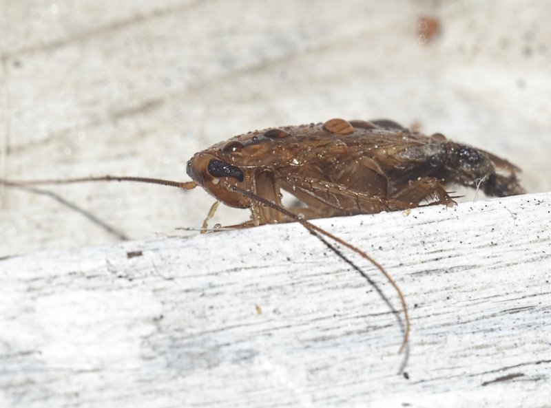 Тараканы массово ползают в детских кроватках ЦРБ на Кубани ИА ЕАОMedia