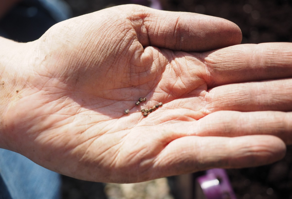 Тематическое фото pxhere.com