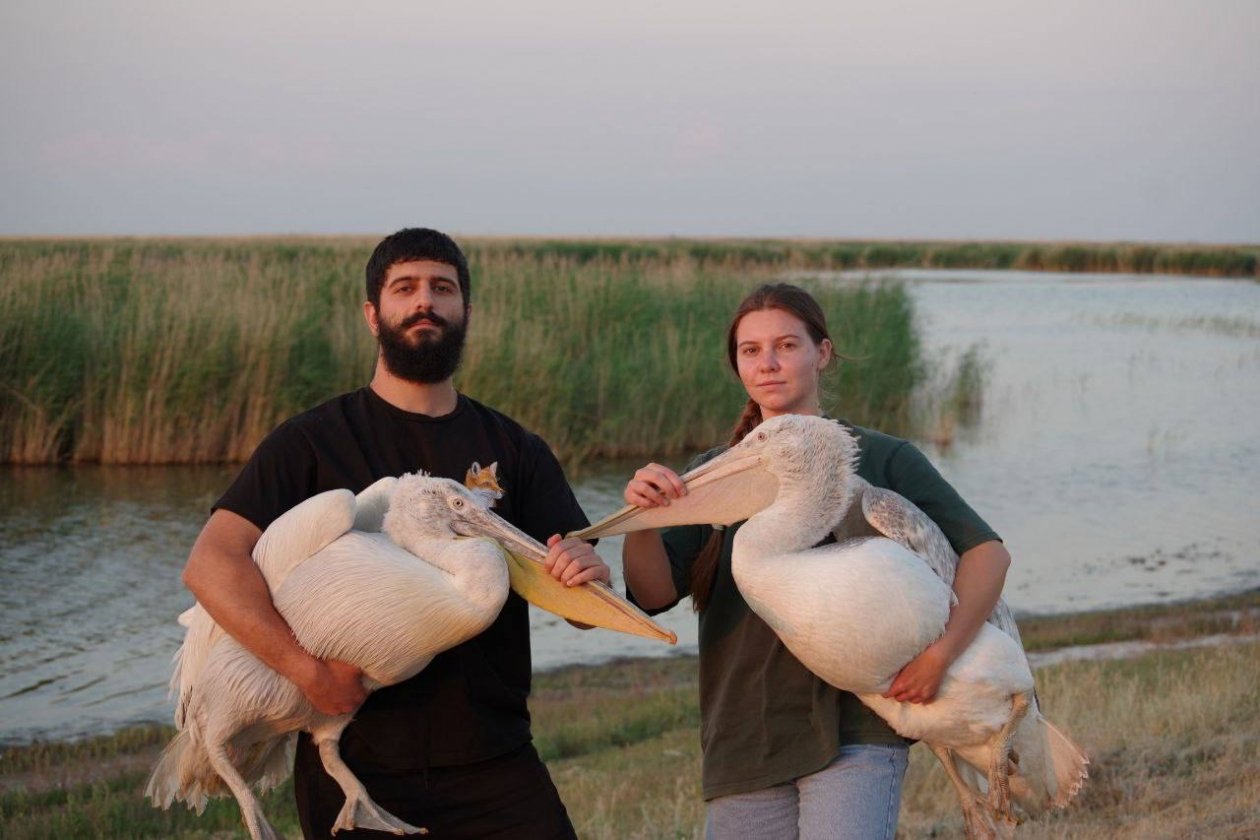 Около 200 птиц и летучих мышей вернул в природу центр помощи животным Ставрополя Соцсети центра реабилитации диких животных &quotПеликан&quot
