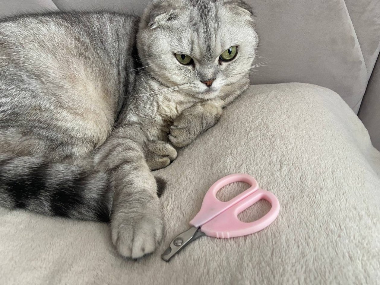 Без царапин, истерик и стресса: как быстро и просто подстричь когти коту - 3 золотых правила ИА Stavropol.Media