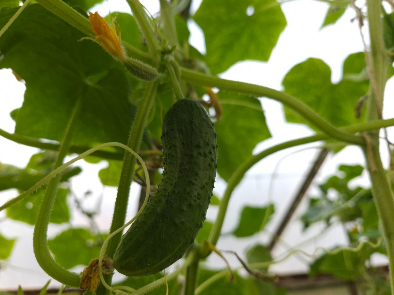 Посеяла и разочаровалась: эти огурцы обещали золотые горы, а на деле — пустая трата места на грядке ИА KrasnodarMedia.ru