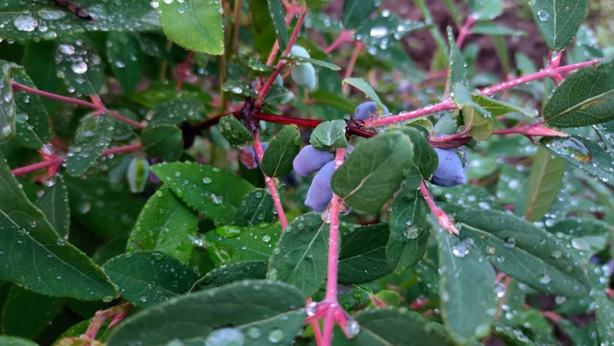 Жимолость Автора