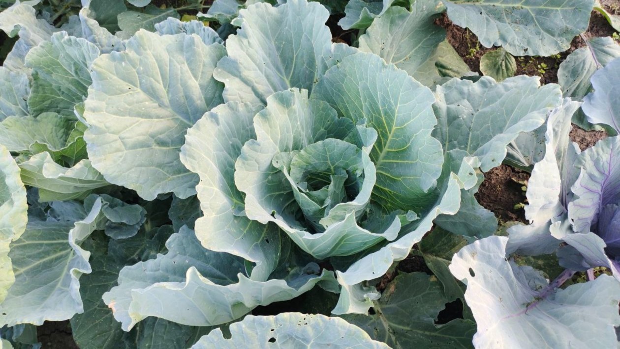 Капуста Автора