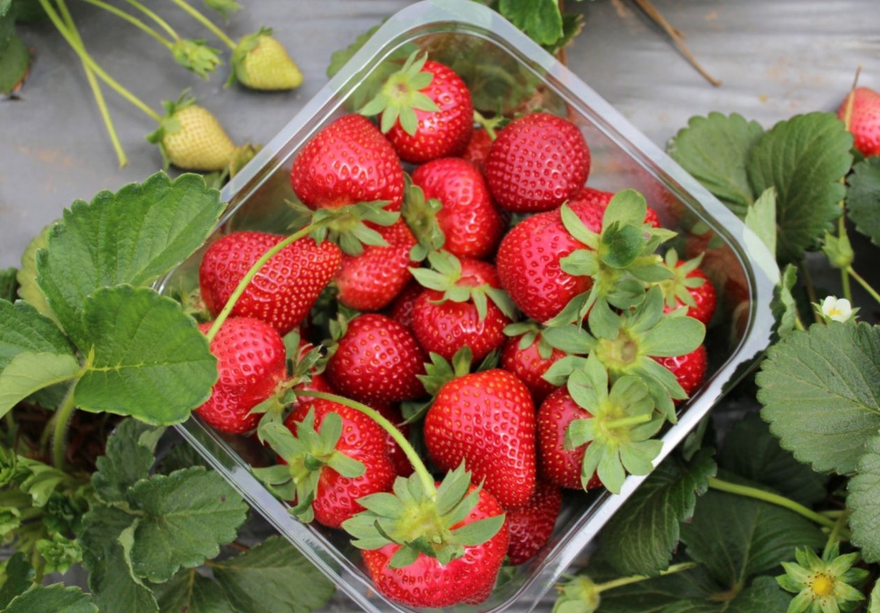 Тематическое фото pxhere.com