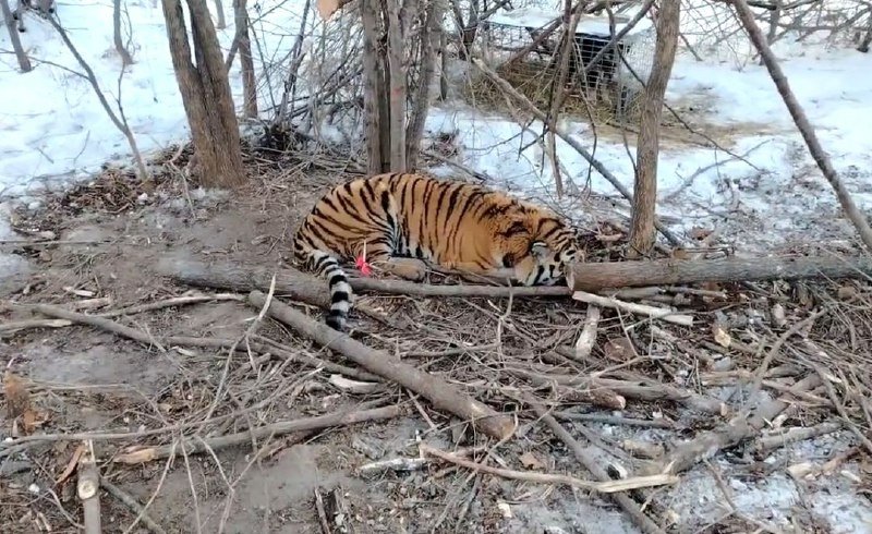 Пойман второй тигр в Андреевке тг-канал (18+) минприроды ПК