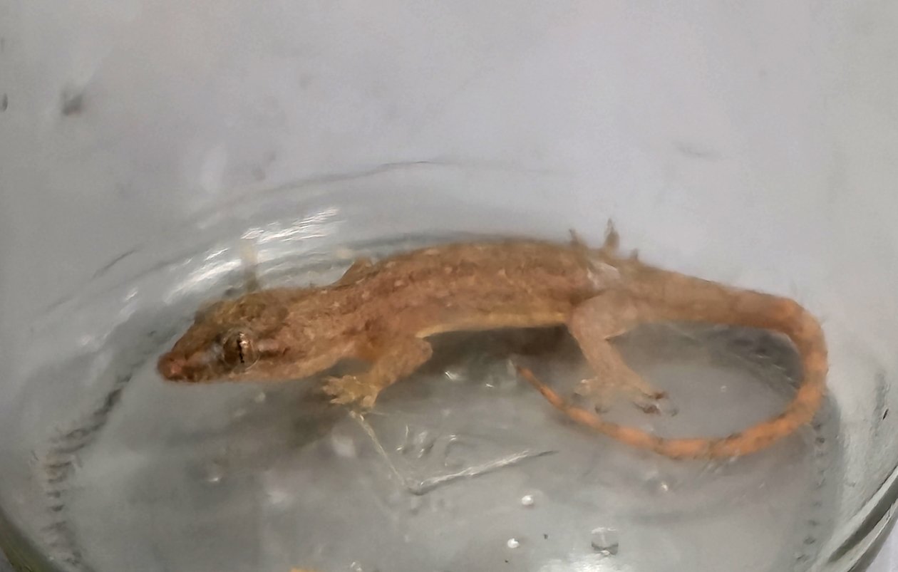 Геккон Пресс-служба Иркутской таможни