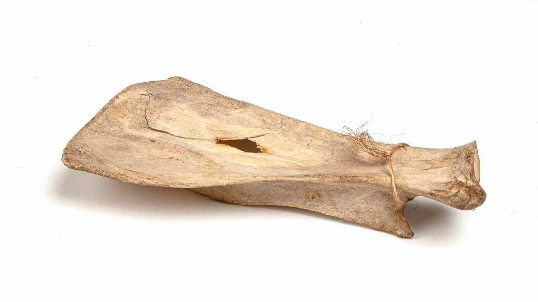 Лопаточная кость Гродековский музей