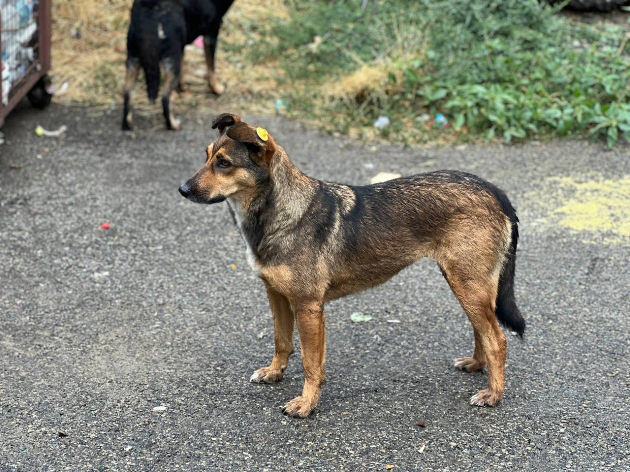 Бастрыкину доложат о нападении собаки на женщину в Минводах ИА Stavropol.Media